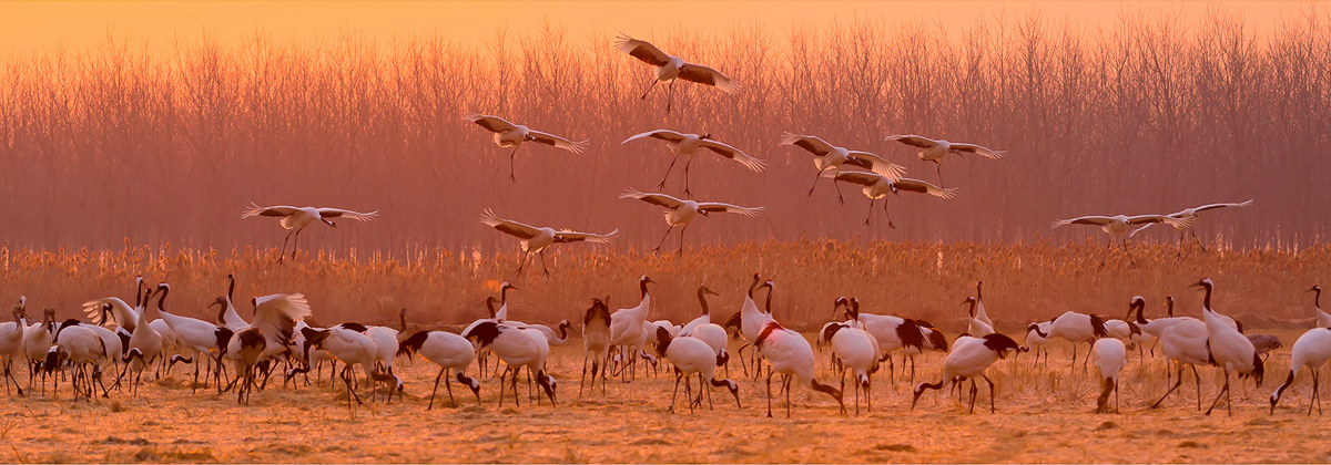 Red-crowned cranes inYancheng